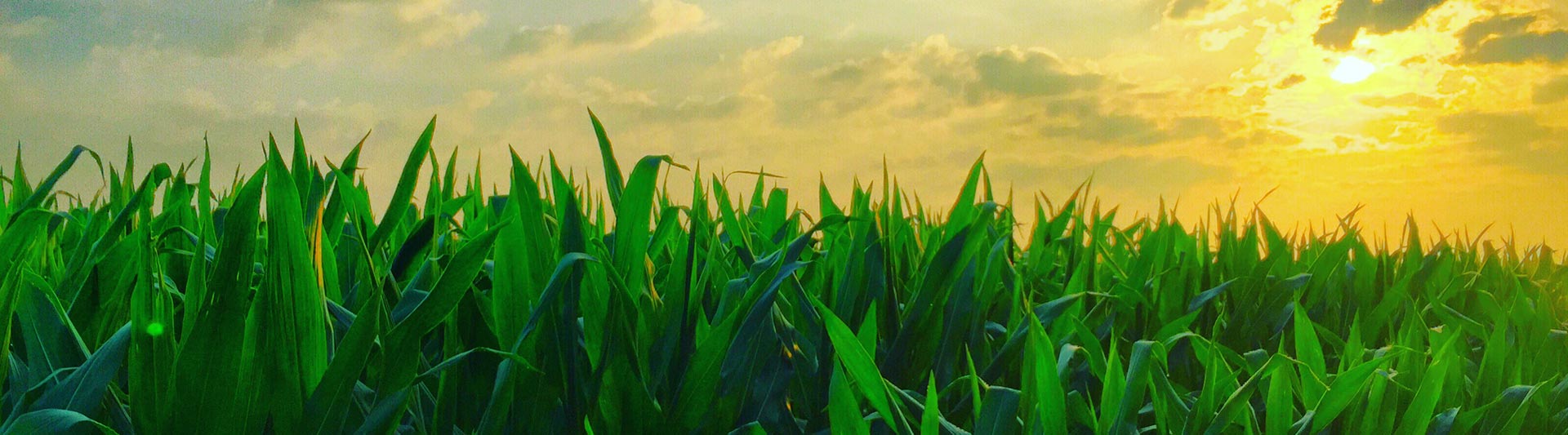 Kansas Agricultural Helicopter Services